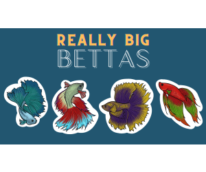 Really Big Bettas - Drawing, Watercolor