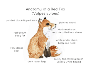 Red Fox Anatomy Printable Poster