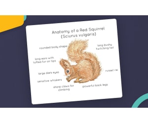 Red Squirrel Anatomy Poster – Watercolor Print