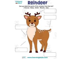Reindeer Activity