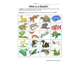 Reptile Classification Worksheet