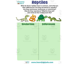 Reptiles Activity