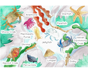 Rock Pool Habitat Poster