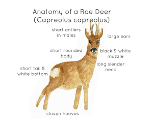 Roe Deer Anatomy Interactive Printable Poster