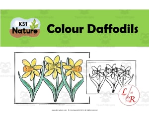 Science Coloring Pages: Daffodils