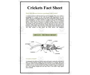 Science: Crickets