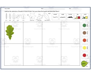 Science: Describing Leaves