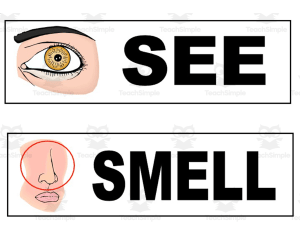 Science Word Wall Picture Cards