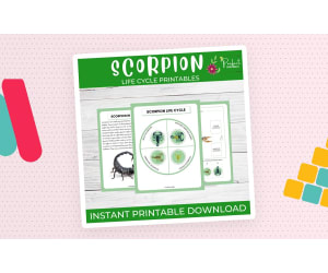 Scorpion Life Cycle Worksheet | Animals Unit Study With Fun Facts!