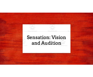 Sensation: Vision and Audition Lecture Slides