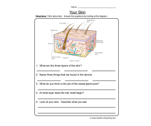 Skin Diagram Worksheet