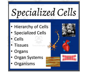 Specialized Cells Lesson - Google Slides and PowerPoint Lesson