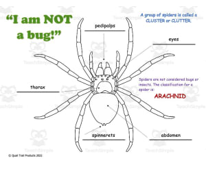 Spider Web Thematic Unit - Worksheets & Activities