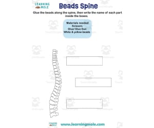 Spine Activity