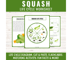 Squash Life Cycle Fall Plant Harvest Science unit study fun facts