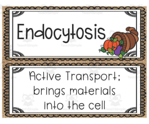 Thanksgiving Science Activity for Cell Processes