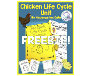 The Chicken Life Cycle - Observation Writing