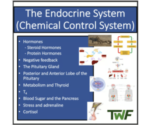The Endocrine System - Senior Biology lesson