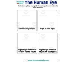 The Human Eye Activity