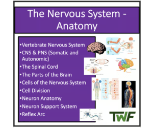 The Nervous System - Anatomy - Senior Biology lesson