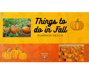 Things To Do in Fall - Pumpkin Patch Activity