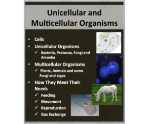 Unicellular and Multicellular Organisms - PowerPoint Lesson