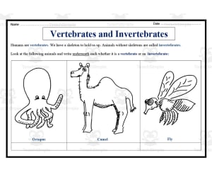 Vertebrates and Invertebrates Worksheet