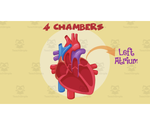 What Does The Heart Do? | Human Body Video Lesson