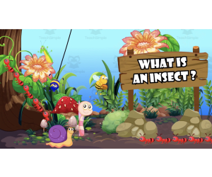 What is an Insect? | Animated Insect Video Lesson