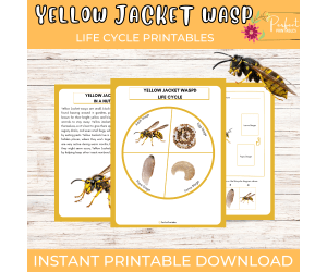 Yellow Jacket Wasp Life Cycle Worksheet- Insect Science Unit Study