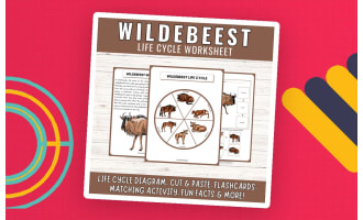 African Wildebeest Life Cycle: Grassland Animal Science Unit Study