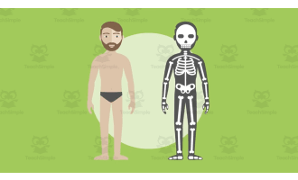 All About Skeleton Facts | Human Body Video Lesson