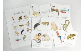 Amazon Rainforest Wildlife Flashcards