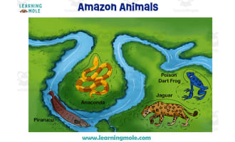 Amazon River Animals Activity