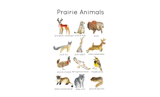 North American Prairie Wildlife Flashcards