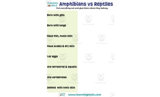 Amphibians vs Reptiles Activity