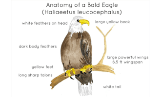 Anatomy of a Bald Eagle