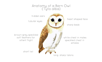 Anatomy of a Barn Owl