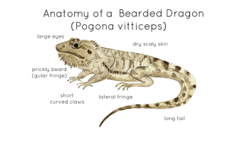 Anatomy of a Bearded Dragon