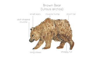 Anatomy of a Brown Bear