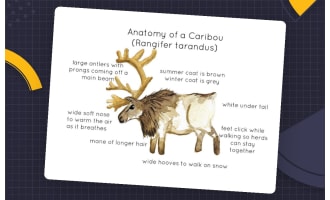 Anatomy of a Caribou