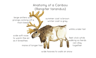Anatomy of a Caribou