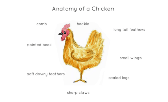 Anatomy of a Chicken