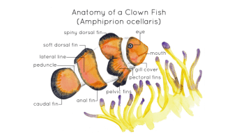 Anatomy of a Clown Fish | Bony Fish Anatomy Poster