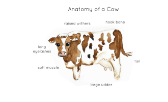 Anatomy of a Cow