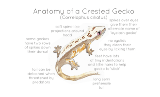 Anatomy of a Crested Gecko