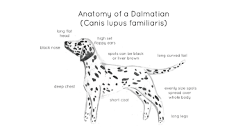 Anatomy of a Dalmatian