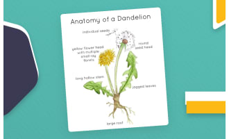 Anatomy of a Dandelion