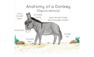 Anatomy of a Donkey