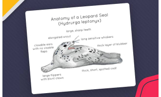 Anatomy of a Leopard Seal